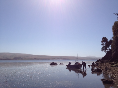 Estuaries such as Tomales Bay (just north of San Francisco Bay) exhibit sharp gradients in environmental conditions (e.g. temperature, salinity) that can alter the interaction among predators and prey. 
