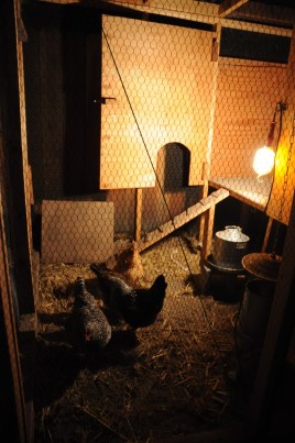 Here's my first flock. 