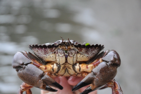 Brown rock crabs (Cancer antennarius) consume invasive oyster drills, which indirectly benefits native oysters.