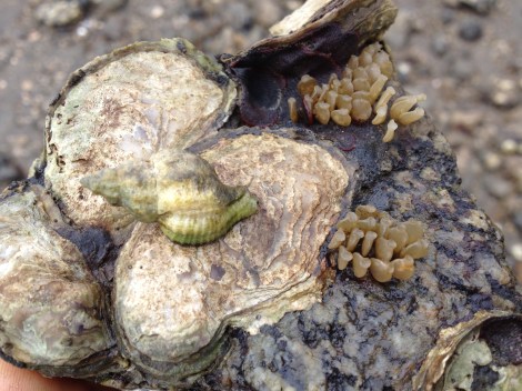 Eastern oyster drills (Urosalpinx cinerea) are invasive on the west coast of the US and consume native oysters (as well as commercial oysters).