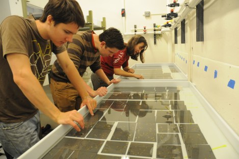 Technicians Chris Knight and Charlie Norton scan tiles with graduate student Jill Bible after breaking down the multiple stressor experiment. 