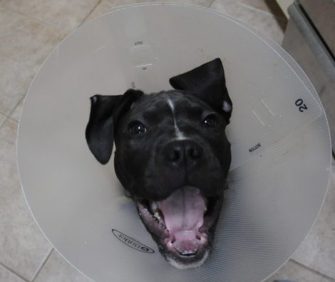 The fuzzy sarlacc pit. This voracious predator is ready to consume all of its prey, producing completely separated data that foils scientists trying to unlock its secrets.